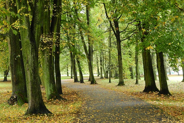 městský park